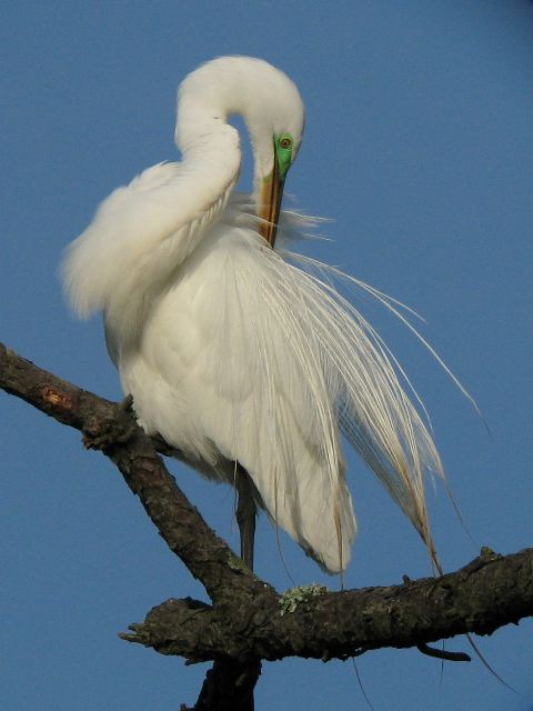 Great Egret